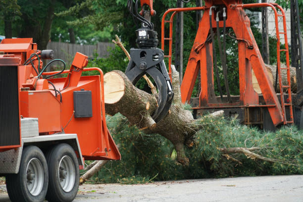 Blountville, TN Tree Service Company